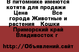 В питомнике имеются котята для продажи › Цена ­ 30 000 - Все города Животные и растения » Кошки   . Приморский край,Владивосток г.